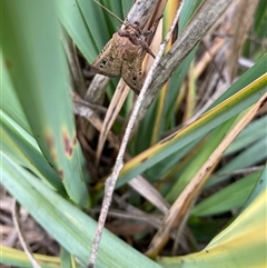 Agrotis infusa (Bogong Moth, Common Cutworm) at Wallaroo, NSW - 2 Nov 2024 by Rosie