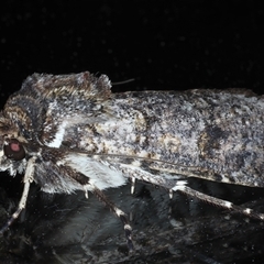 Agrotis porphyricollis (Variable Cutworm) at Ainslie, ACT - 30 Oct 2024 by jb2602