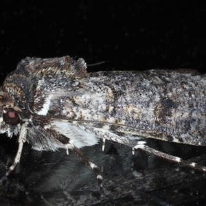 Agrotis porphyricollis at Ainslie, ACT - 30 Oct 2024 09:38 PM