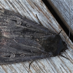 Agrotis infusa (Bogong Moth, Common Cutworm) at Ainslie, ACT - 30 Oct 2024 by jb2602