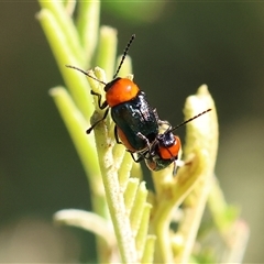 Aporocera (Aporocera) viridipennis (A leaf beetle) at Wodonga, VIC - 27 Oct 2024 by KylieWaldon