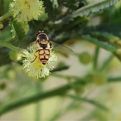 Simosyrphus grandicornis (Common hover fly) at Wodonga, VIC - 26 Oct 2024 by KylieWaldon