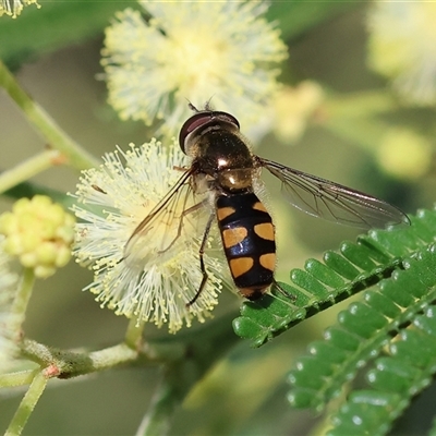 Melangyna viridiceps (Hover fly) at Wodonga, VIC - 26 Oct 2024 by KylieWaldon