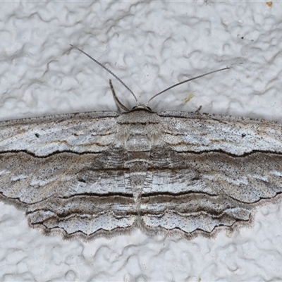 Euphronarcha luxaria (Striated Bark Moth) at Ainslie, ACT - 30 Oct 2024 by jb2602