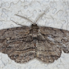 Ectropis excursaria (Common Bark Moth) at Ainslie, ACT - 30 Oct 2024 by jb2602