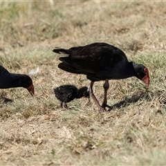 Porphyrio melanotus (Australasian Swamphen) at Gungahlin, ACT - 1 Nov 2024 by AlisonMilton