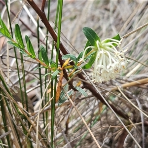 Pimelea linifolia at Acton, ACT - 2 Nov 2024 02:12 PM