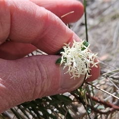 Pimelea linifolia at Acton, ACT - 2 Nov 2024