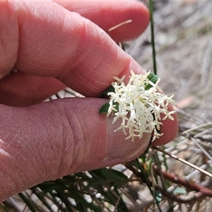 Pimelea linifolia at Acton, ACT - 2 Nov 2024