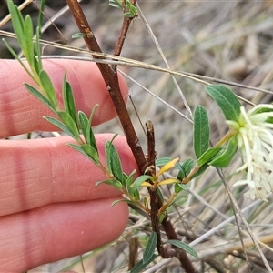 Pimelea linifolia at Acton, ACT - 2 Nov 2024