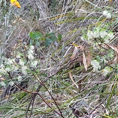 Pimelea linifolia at Acton, ACT - 2 Nov 2024