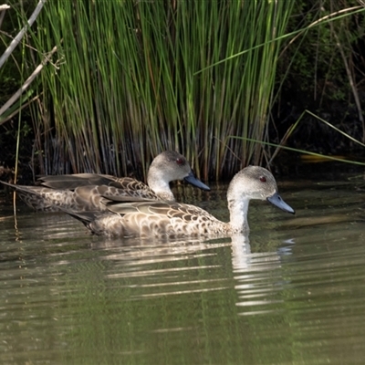 Anas gracilis (Grey Teal) at Gungahlin, ACT - 1 Nov 2024 by AlisonMilton