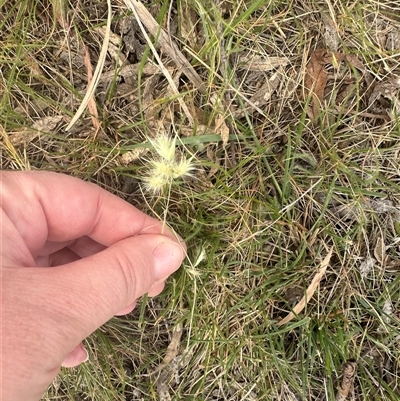 Rytidosperma (genus) (Wallaby Grass) at Murrumbateman, NSW - 2 Nov 2024 by Batogal