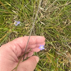 Wahlenbergia sp. at Murrumbateman, NSW - 2 Nov 2024