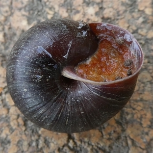 Pommerhelix mastersi at Charleys Forest, NSW - suppressed