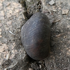 Pommerhelix mastersi at Charleys Forest, NSW - suppressed