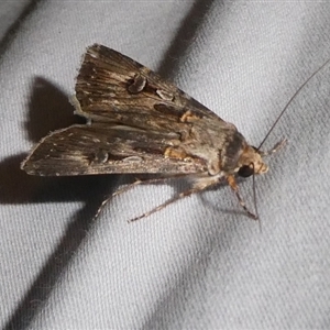 Agrotis munda at Charleys Forest, NSW - suppressed