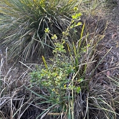 Ligustrum sinense (Narrow-leaf Privet, Chinese Privet) at Aranda, ACT - 2 Nov 2024 by lbradley