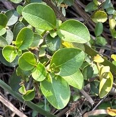 Ligustrum sinense at Aranda, ACT - 2 Nov 2024 05:50 PM