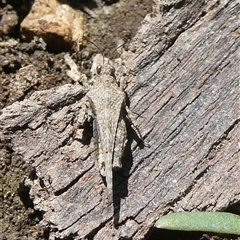 Paratettix australis (A pygmy grasshopper) at Charleys Forest, NSW - 29 Oct 2024 by arjay