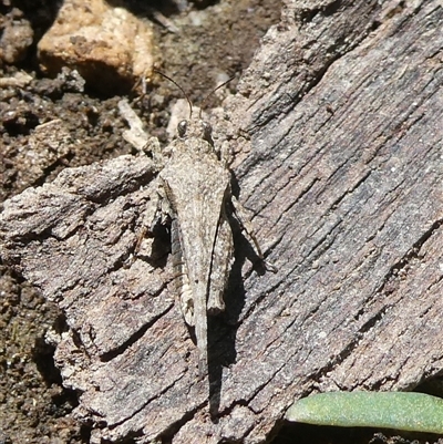 Paratettix australis (A pygmy grasshopper) at Charleys Forest, NSW - 29 Oct 2024 by arjay