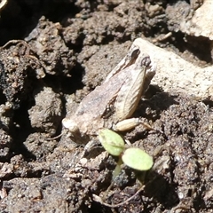 Unidentified Grasshopper, Cricket or Katydid (Orthoptera) at Charleys Forest, NSW - 29 Oct 2024 by arjay