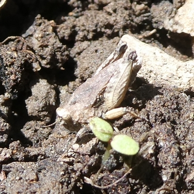 Unidentified Grasshopper, Cricket or Katydid (Orthoptera) at Charleys Forest, NSW - 29 Oct 2024 by arjay