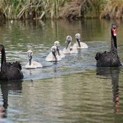 Cygnus atratus (Black Swan) at Gungahlin, ACT - 1 Nov 2024 by AlisonMilton