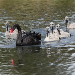 Cygnus atratus at Gungahlin, ACT - 1 Nov 2024 02:50 PM