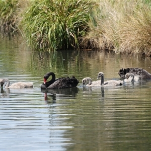 Cygnus atratus at Gungahlin, ACT - 1 Nov 2024 02:50 PM