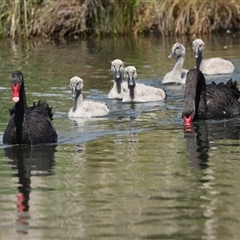 Cygnus atratus at Gungahlin, ACT - 1 Nov 2024 02:50 PM