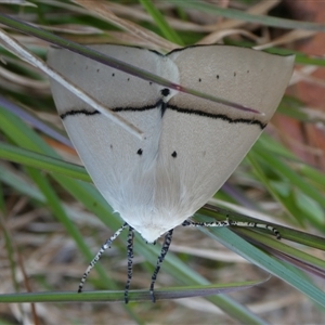 Gastrophora henricaria at Charleys Forest, NSW - suppressed