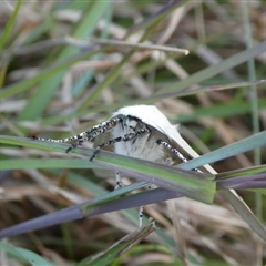 Gastrophora henricaria at Charleys Forest, NSW - suppressed