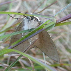 Gastrophora henricaria at Charleys Forest, NSW - suppressed