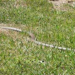 Pseudonaja textilis (Eastern Brown Snake) at Charleys Forest, NSW - 27 Oct 2024 by arjay