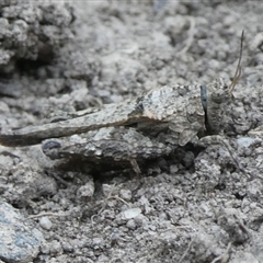 Paratettix australis (A pygmy grasshopper) at Charleys Forest, NSW - 27 Oct 2024 by arjay