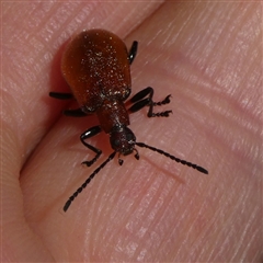 Ecnolagria grandis at Charleys Forest, NSW - suppressed