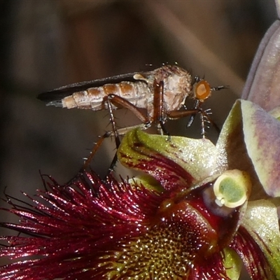 Unidentified True fly (Diptera) by arjay