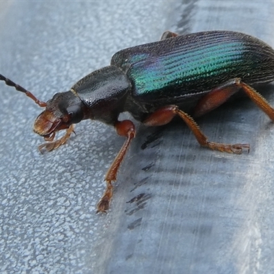 Lepturidea punctulaticollis (Red-legged comb-clawed beetle) at Charleys Forest, NSW - 23 Oct 2024 by arjay