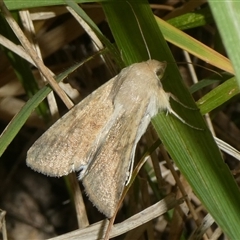 Helicoverpa (genus) (A bollworm) at Charleys Forest, NSW - 20 Oct 2024 by arjay