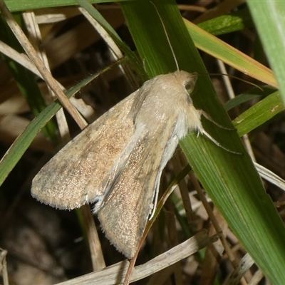 Helicoverpa (genus) (A bollworm) at Charleys Forest, NSW - 20 Oct 2024 by arjay