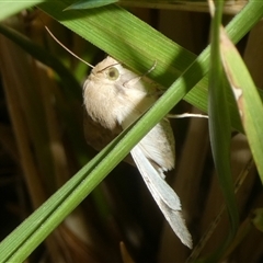 Helicoverpa (genus) at Charleys Forest, NSW - 20 Oct 2024