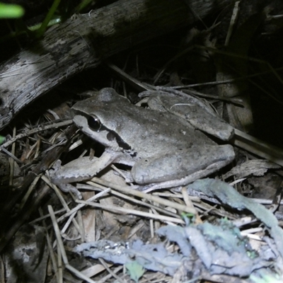 Litoria lesueuri (Lesueur's Tree-frog) at Charleys Forest, NSW - 22 Oct 2024 by arjay