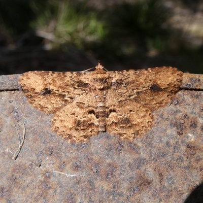 Ectropis bispinaria (Loop-line Bark Moth) at Charleys Forest, NSW - 19 Oct 2024 by arjay