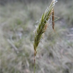 Anthoxanthum odoratum (Sweet Vernal Grass) at Charleys Forest, NSW - 17 Oct 2024 by arjay