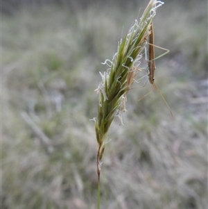 Anthoxanthum odoratum at Charleys Forest, NSW - 17 Oct 2024