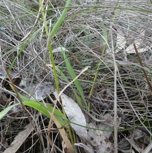 Anthoxanthum odoratum at Charleys Forest, NSW - 17 Oct 2024