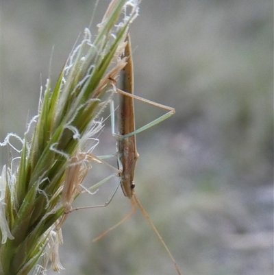 Mutusca brevicornis (A broad-headed bug) at Charleys Forest, NSW - 17 Oct 2024 by arjay