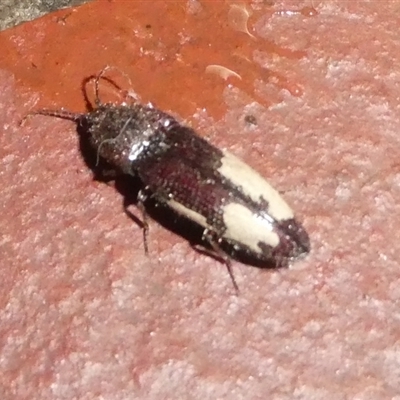 Elateridae sp. (family) (Unidentified click beetle) at Charleys Forest, NSW - 15 Oct 2024 by arjay