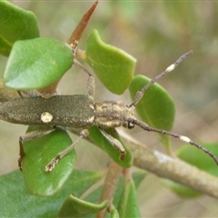 Pempsamacra pygmaea (Longhorn beetle) at Charleys Forest, NSW - 14 Oct 2024 by arjay